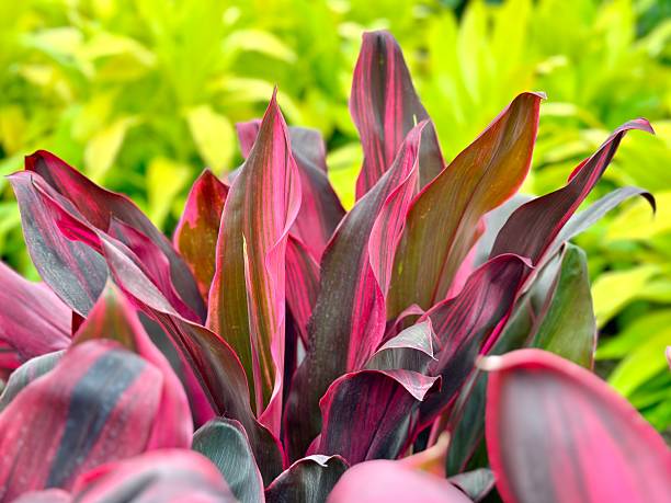 istock Cordyline Ti Plant 2206938542