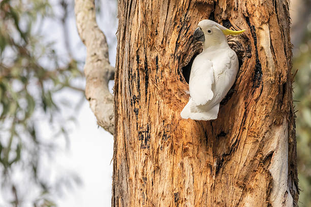 istock Australian Sulphur Crested Cockatoo 2206943182
