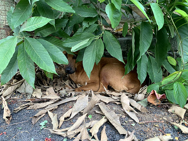 Brown Stray Dog Resting Under Green Bush