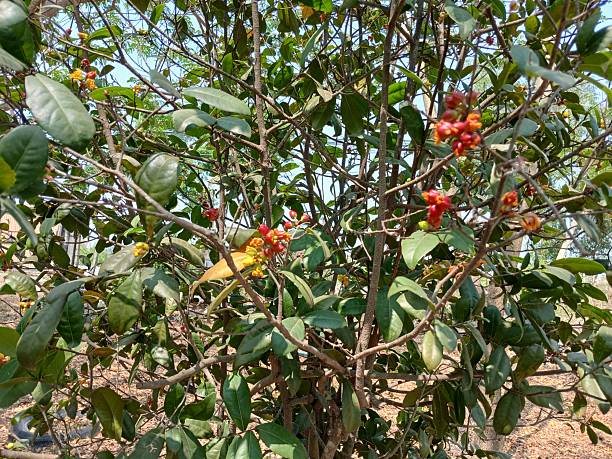 istock Red Mickey Mouse is starting to bloom 2206945502