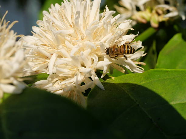 Honey bee on Robusta coffee blossom on tree plant with green leaf with black color in background. Petals and white stamens of blooming flowers