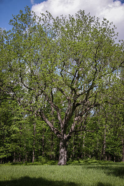 istock Large tree on the edge of a meadow 2206945902