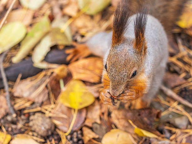 istock Squirrel in autumn hides nuts on the green grass with fallen yellow leaves 2206947209