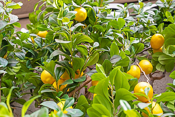 istock lemon tree with yellow lemons in landscape design 2206949763