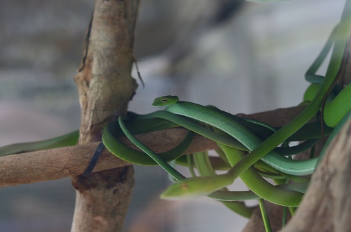Snake Tree Interier Opheodrys A Bright Green Snake Coiled Around A Tree Branch The Snakes ...