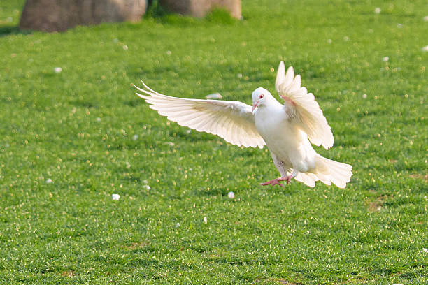 istock White dove soars above the green space 2206950628