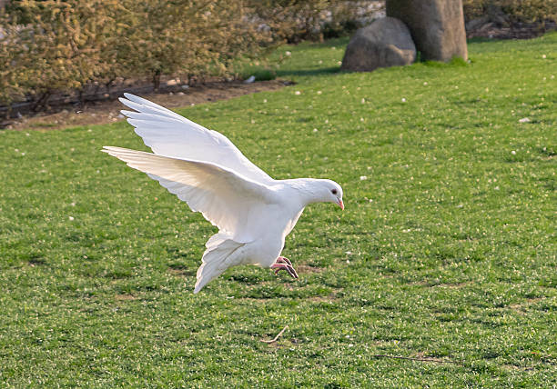istock White dove soars above the green space 2206950629