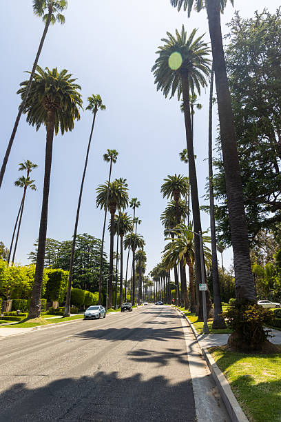 istock Beverly Hills street with tall palm trees 2206950970