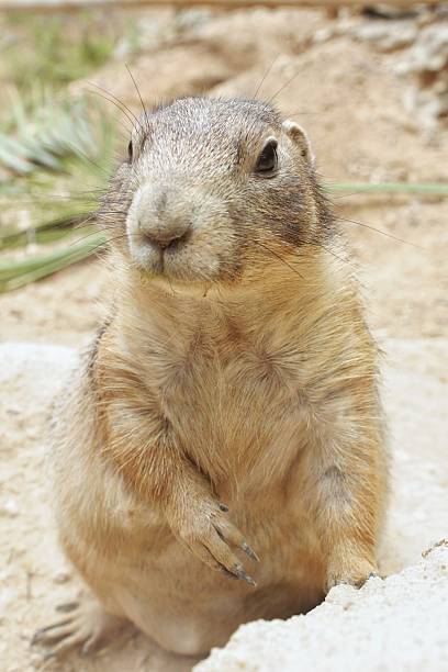 istock Alert prairie dog standing upright outdoors with curious expression. Single prairie dog observing surrounding. Prairie dog looking forward in natural habitat. Wild prairie dog posing on ground surface 2206952113