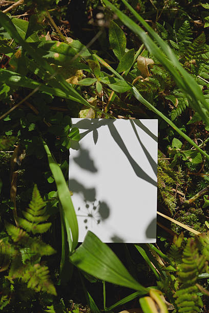 istock Blank paper resting on lush green foliage under natural sunlight 2206952972
