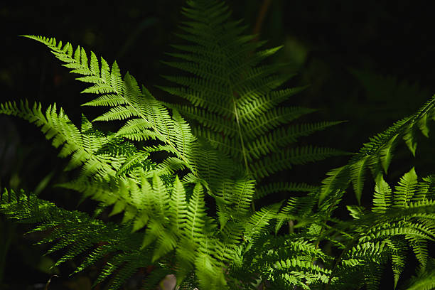istock Lush green ferns illuminated by sunlight in a dense forest setting 2206952982