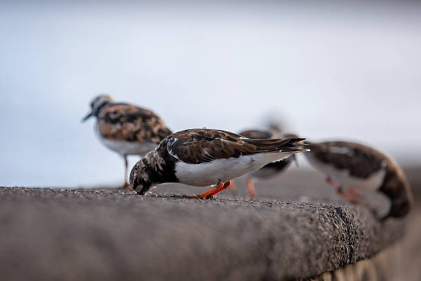 istock A turnstone (Arenaria interpres) standing on a rock looking for food. 2206954684