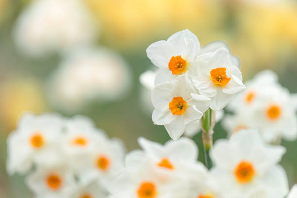 istock Daffodil flowers herald the arrival of spring 2206955745