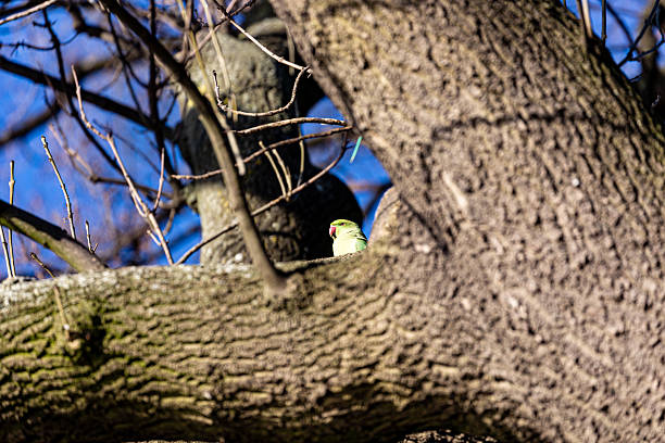 Yellow parrot on branch in winter