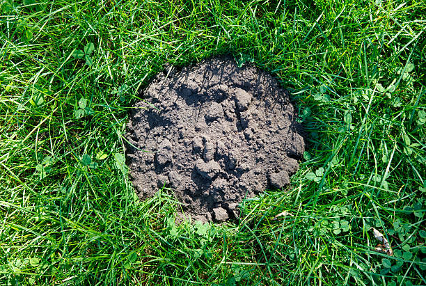 A small hole in the grass with dirt around it.
