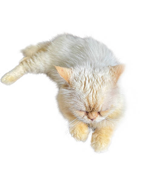 istock Top view of cute white Persian cat , focus selective 2206956479