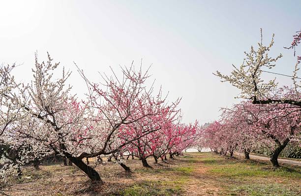 istock Plum orchard with plum blossoms in full bloom 2206957181