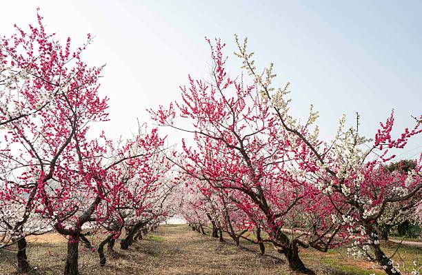 istock Plum orchard with plum blossoms in full bloom 2206957204