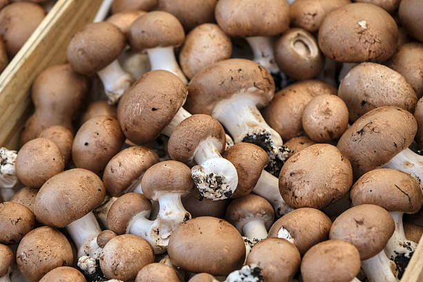 Close-up of fresh Paris mushrooms, with smooth white caps and short stems, emphasizing their natural texture and culinary appeal.