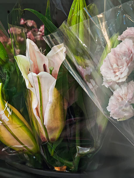 istock Close-up of white lily 2206960232