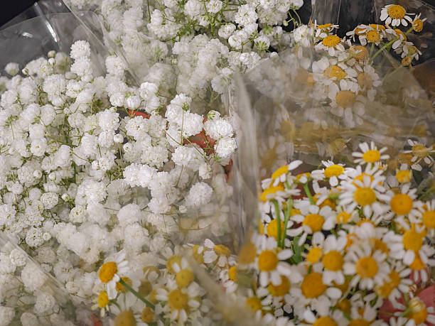 Gypsophila and daisies in full bloom