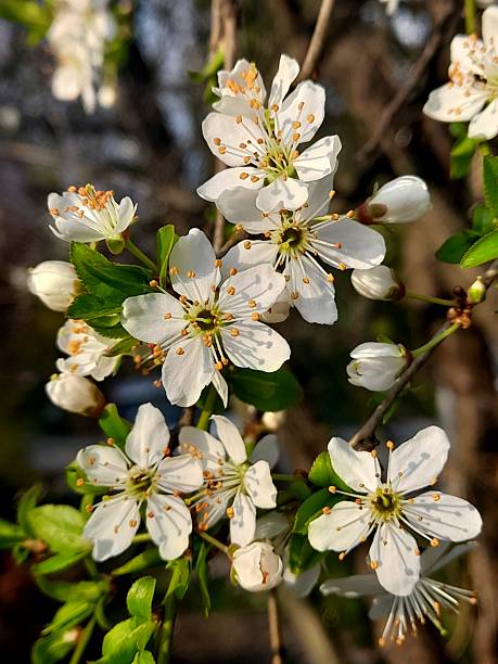 istock Flower of plum tree 2206961099