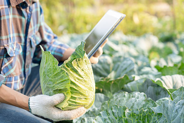 istock Farmers use the main data network in the internet, agricultural technology, work on crop data analysis by tablet ,technology for plantation data link with internet make a good plant organic product. 2206963773