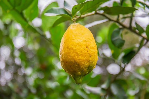 lemon on the tree in the garden.