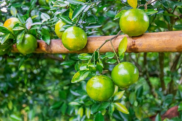 Business concept nature revolves around citrus orchard orange tree are growing, vibrant fruit organic lush leaves creating stunning background, green garden of thriving crop ripe laden with branches