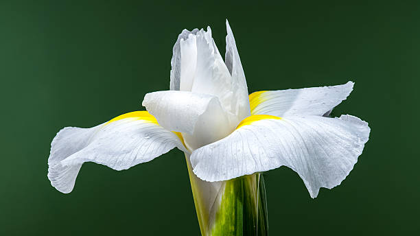 istock White Iris Hollandica Alaska Flower on green background 2206964358