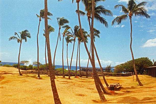 With sea spray for a background is a coconut tree grove above the picnic area of Whittington Beach State Park on Big Island Hawaii.