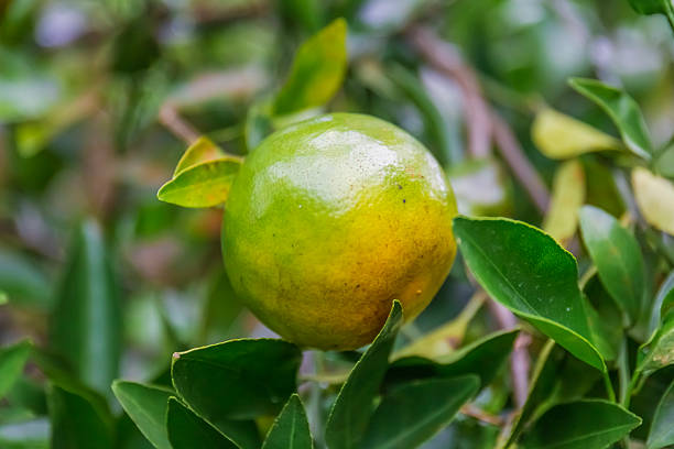 Fresh oranges on the tree in the garden.