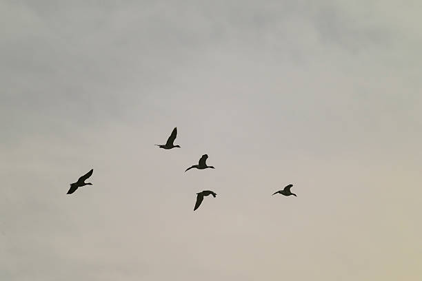 Greylag Goose (Anser anser) flying in the air during winter in the Kampereiland nature reserve in Overijssel, Netherlands
