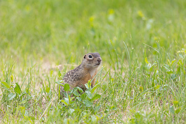 istock Speckled ground squirrel animal standing in the grass eating something 2206965205