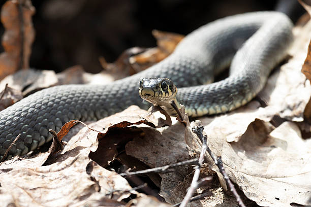 istock Grass snakes lies on old foliage. Close up 2206965254