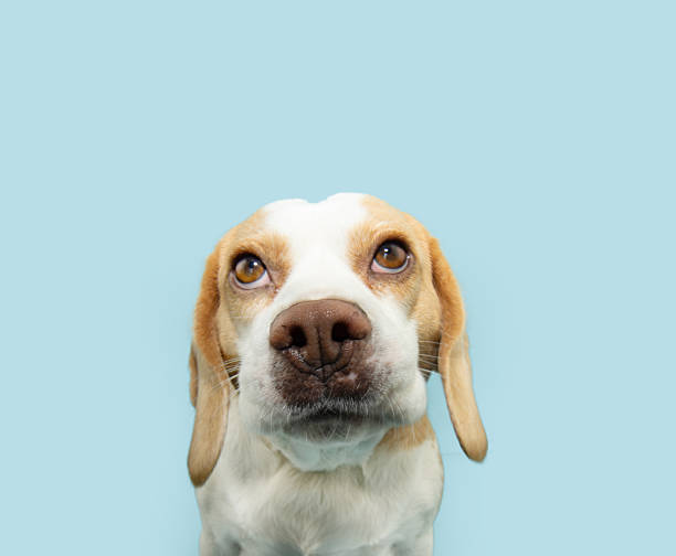 istock Portrait beagle puppy dog looking up with angry expression face. Isolated on blue solid pastel background 2206966895