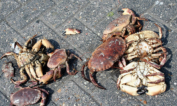 Netherlands,Groningen,Lauwersoog,july 2017: small crabs on the quay