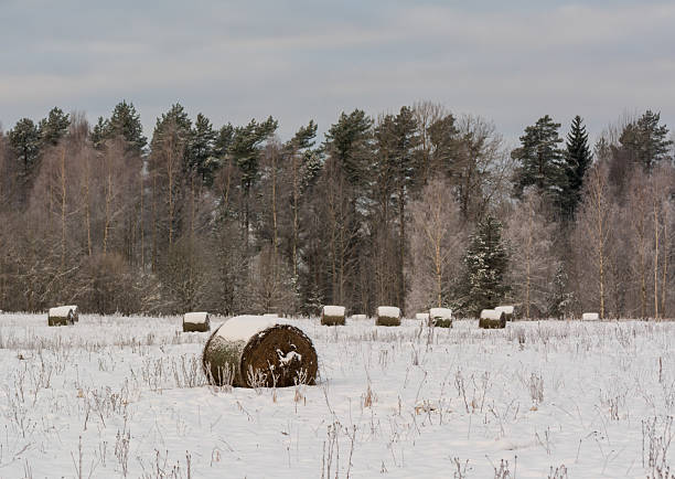 Large round bales of wheat straw