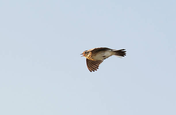 istock Eurasian skylark (Alauda arvensis) flying and singing in spring. 2206971005