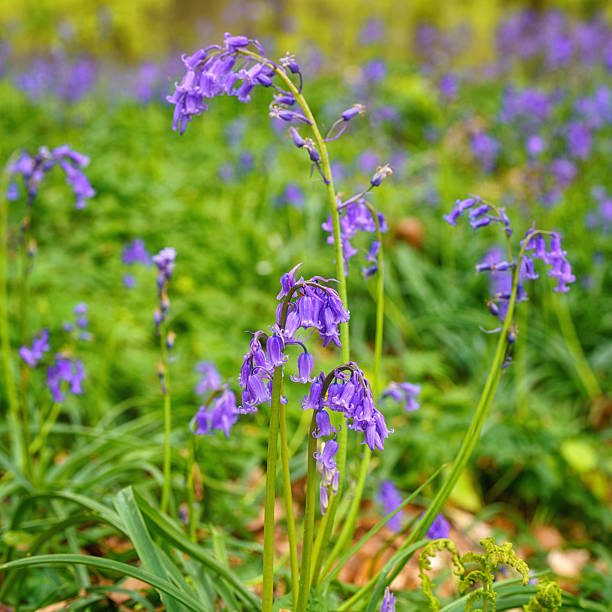 istock Blossoming spring blue flowers – common bluebells, macro image. Hallerbos forest, outdoor botanical background 2206971007