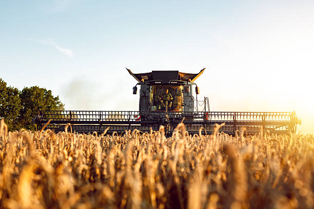 fotografii de stoc, fotografii și imagini scutite de redevențe cu combină de recoltat în timpul recoltării pe un câmp de grâu - combină agricolă