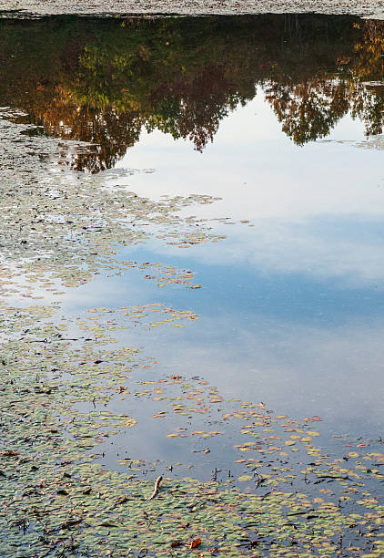 istock The Wetlands at Mammoth Cave National Park 2206973777