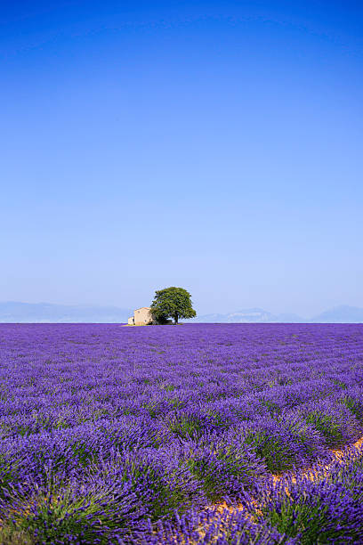 istock Lavender fields bloom vibrantly under a clear blue sky in Provence, showcasing a rustic cabin and a solitary tree amidst the purple landscape 2206974226