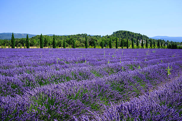 istock Lavender fields in Provence showcase vibrant purple hues under a clear blue sky, highlighting nature's beauty during summer days in France 2206974334