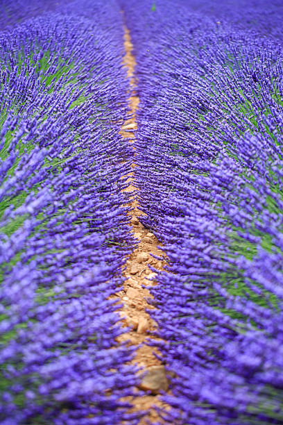 Lavender fields in Provence showcase vibrant purple hues with a clear pathway lined by fragrant blooms during summer harvest