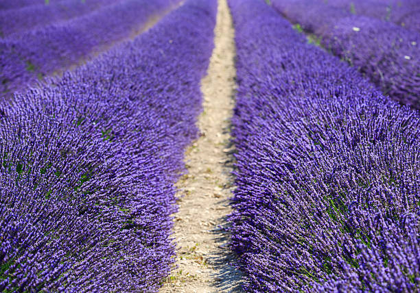 istock Lavender fields in Provence create a stunning landscape during summer, showcasing vibrant purple blooms and a serene dirt path inviting exploration 2206974779