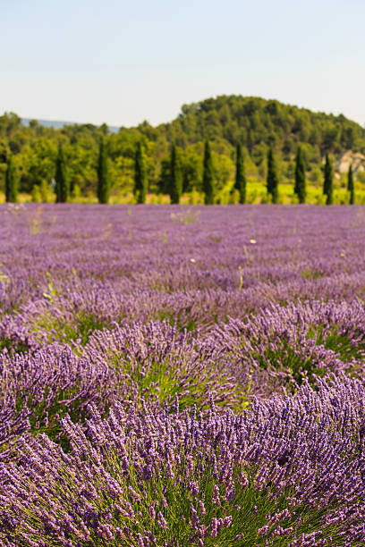 istock Lavender fields in Provence bloom under the sun showcasing vibrant colors and serene landscapes in mid-summer 2206974820