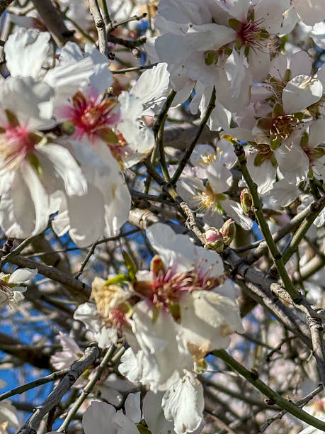 istock Almond blossom flowers 2206974843