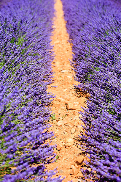 istock Vibrant lavender fields bloom during the summer in Provence, showcasing rows of aromatic flowers and rich earth beneath a clear sky 2206974964