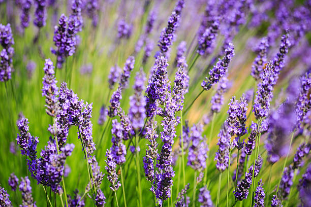 istock Lavender fields bloom in Provence, attracting visitors to experience the vibrant colors and soothing scents during the summertime 2206975129